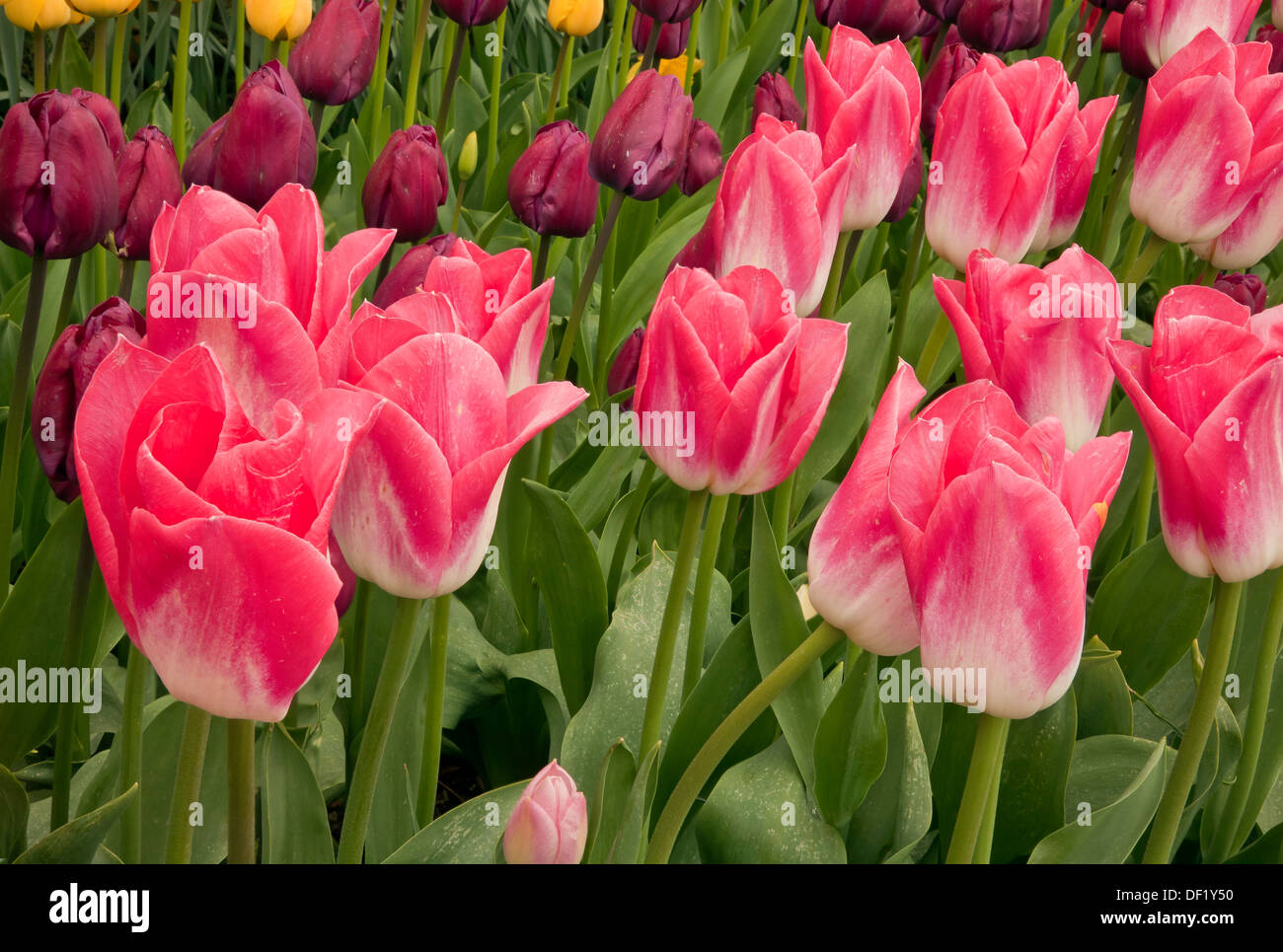 WASHINGTON - Tulips blooming in a display garden at RoozenGaarde Bulb Farm in the Skagit Valley near Mount Vernon. Stock Photo