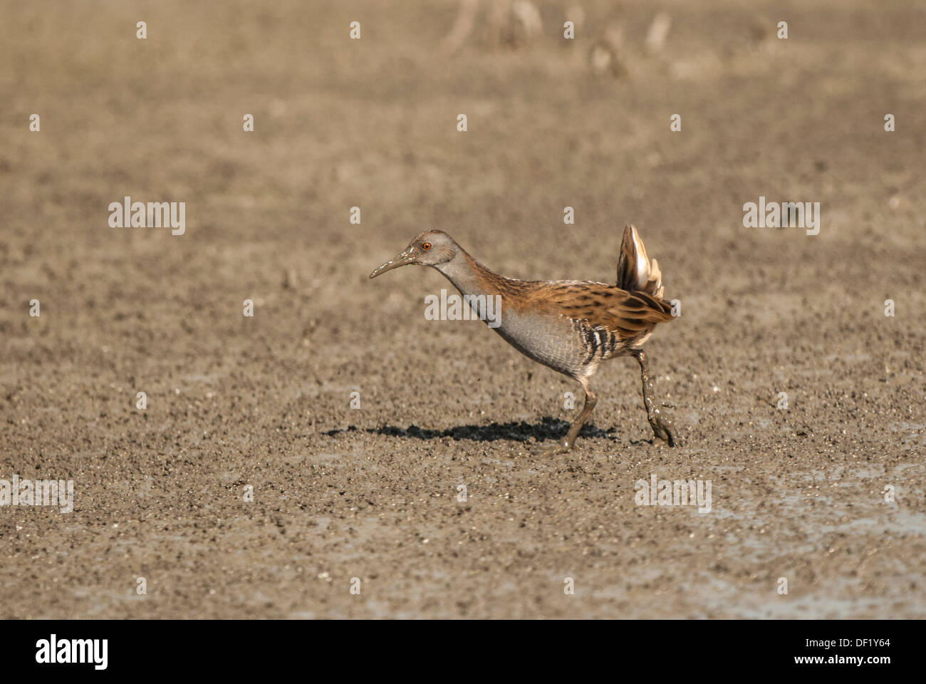 Running on mud hi-res stock photography and images - Alamy