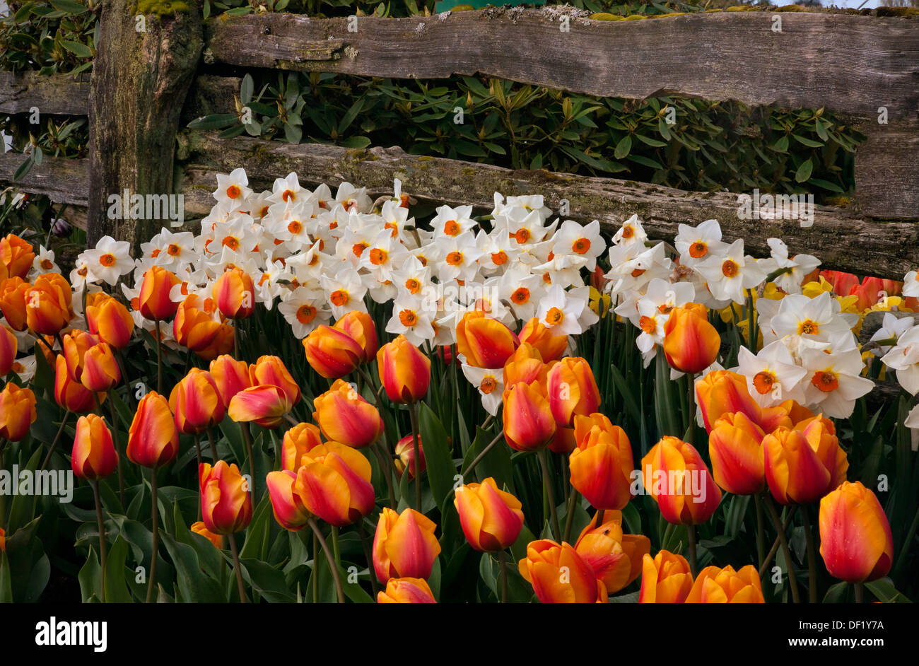 WASHINGTON - Tulips and daffodils blooming next to an old cedar fence at RoozenGaarde Bulb Farm in the Skagit Valley. Stock Photo