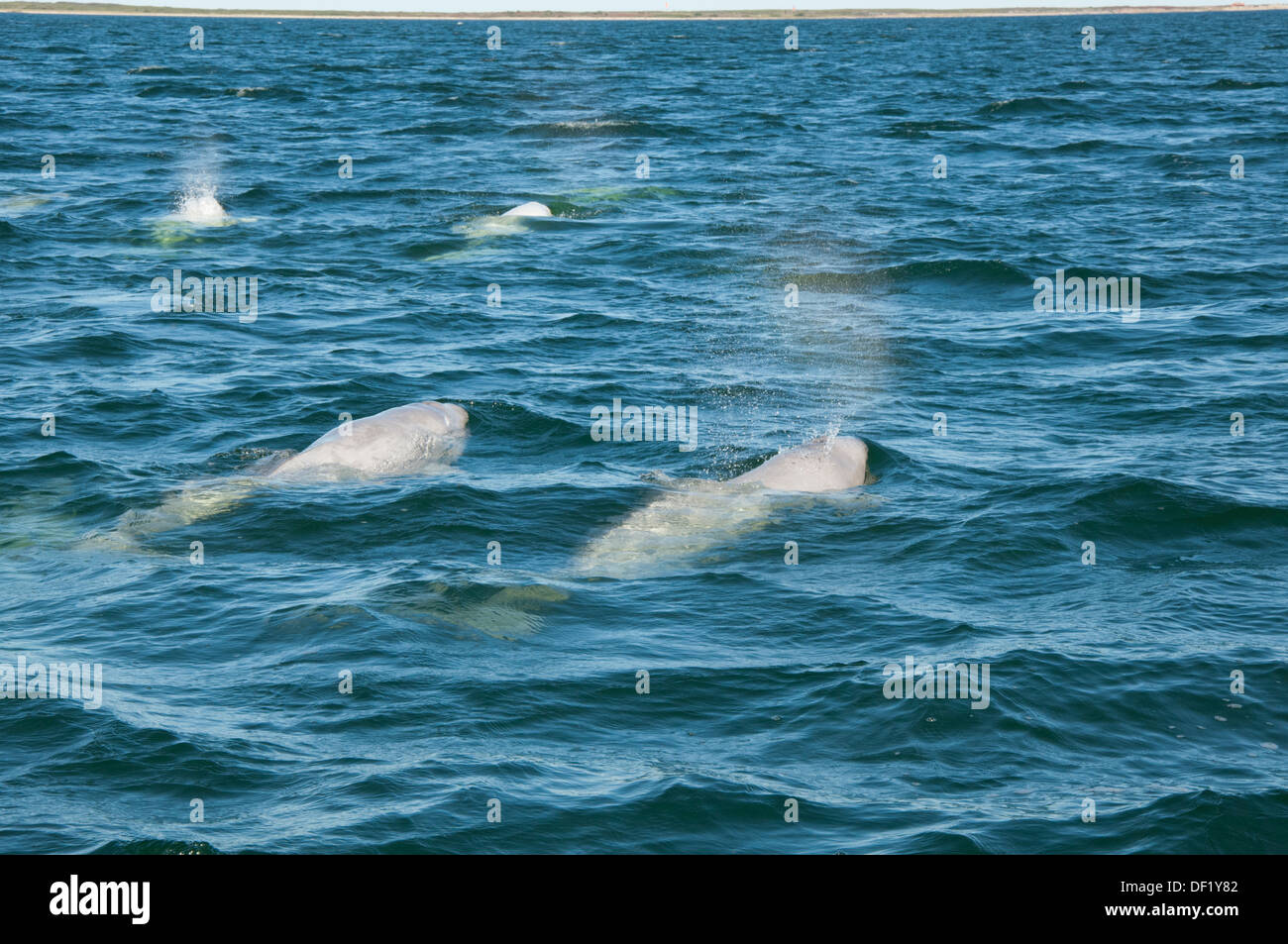 Canada, Manitoba, Churchill. Churchill River Estuary, wild beluga whales (Delphinapterus leucas). Pod of beluga whales. Stock Photo