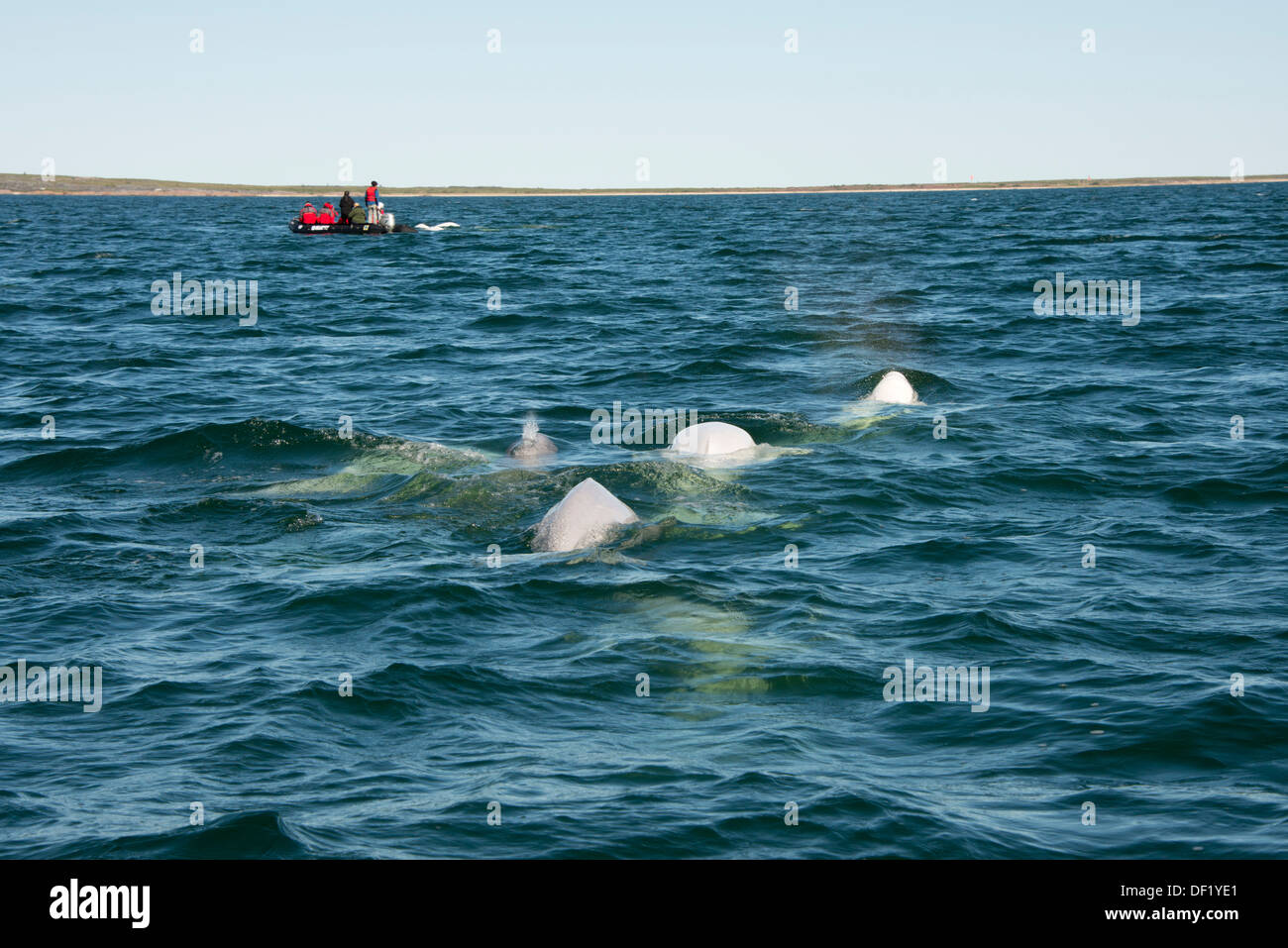 Canada, Manitoba, Churchill. Churchill River Estuary, wild beluga whale (Delphinapterus leucas). Zodiac boat whale watching. Stock Photo