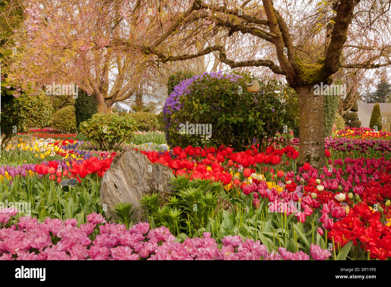 WASHINGTON - Mixed bed of tulips, daffodils and rhododendrons blooming in a display garden at RoozenGaarde Bulb Farm. Stock Photo