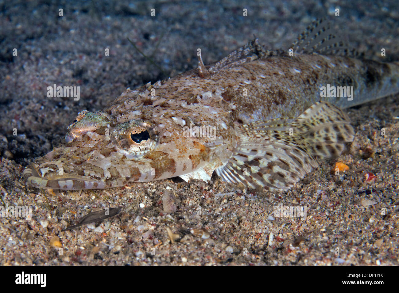 Crocodile fish (Platycephalidae) camouflaged on sandy sea floor at night. Stock Photo