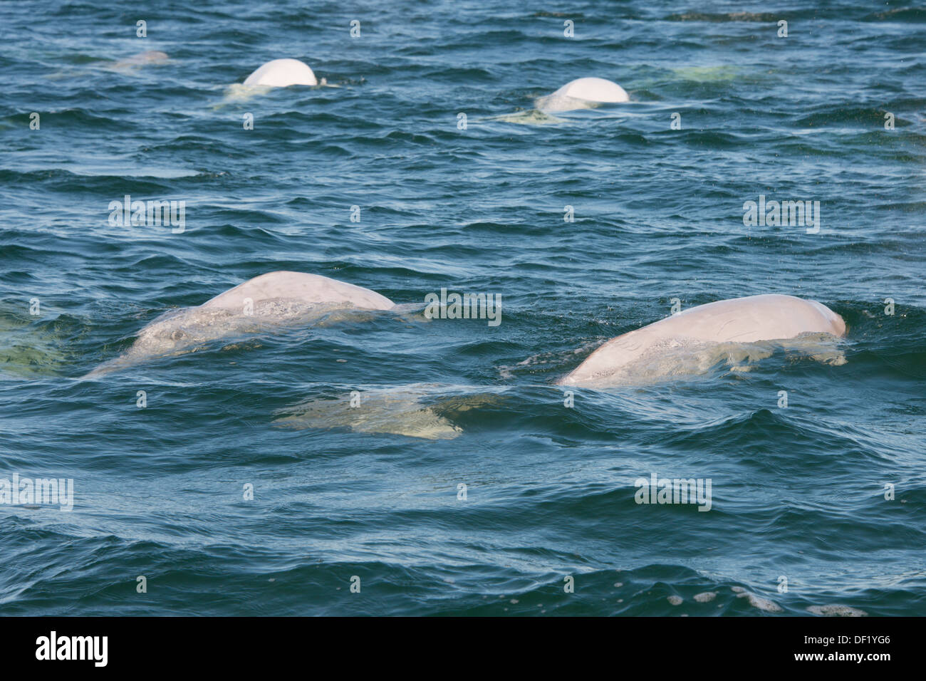 Canada, Manitoba, Churchill. Churchill River Estuary, wild beluga whales (Delphinapterus leucas). Pod of whales. Stock Photo