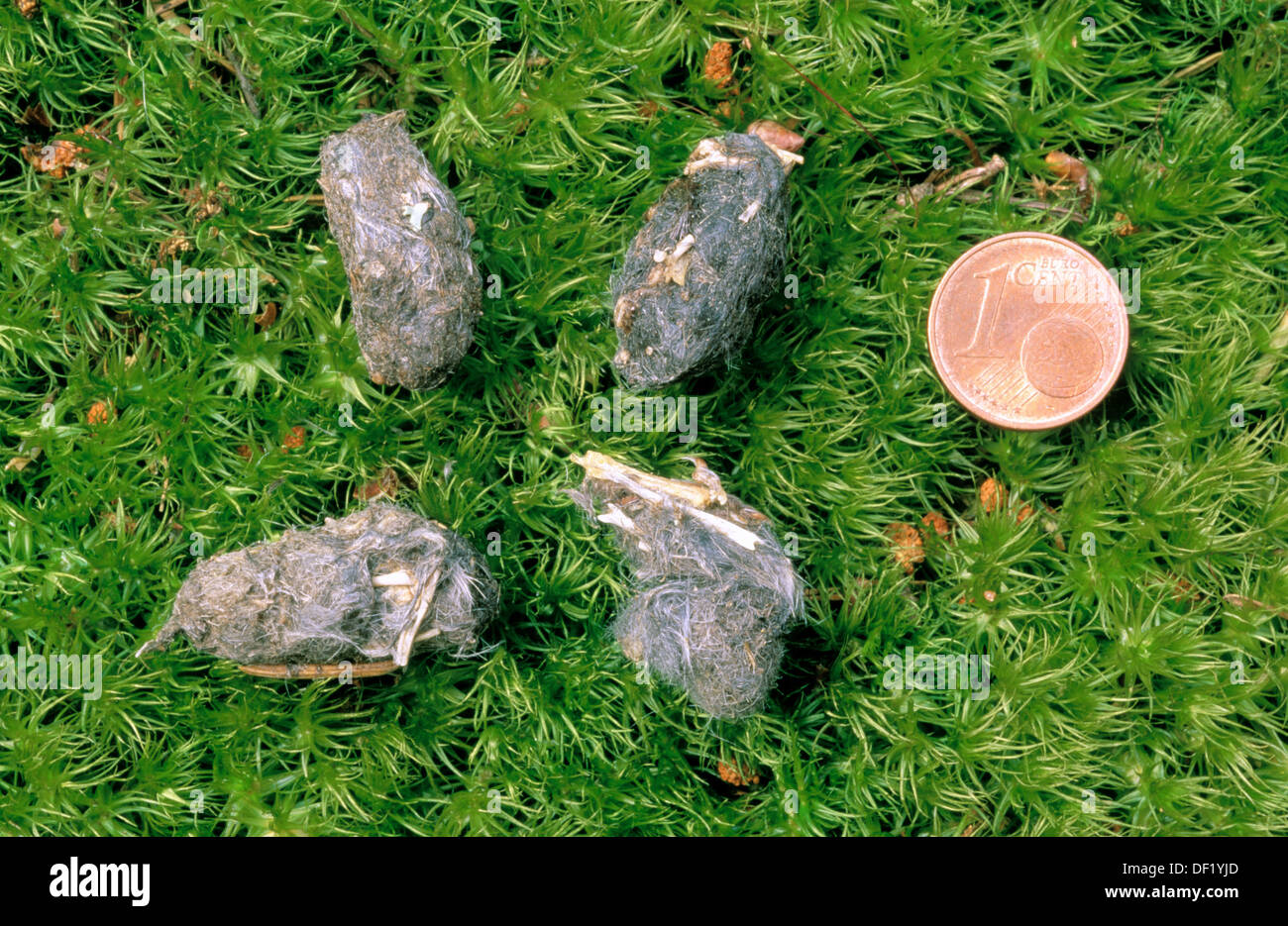 Animal Vomit Stock Photos & Animal Vomit Stock Images Alamy