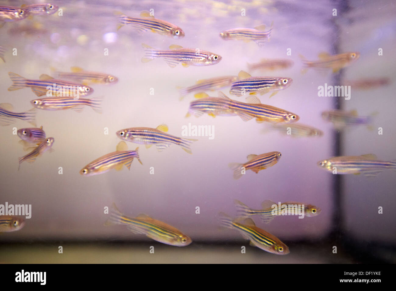 Aquarium for zebrafish, aquatic habitats, ecotoxicity and biocide test