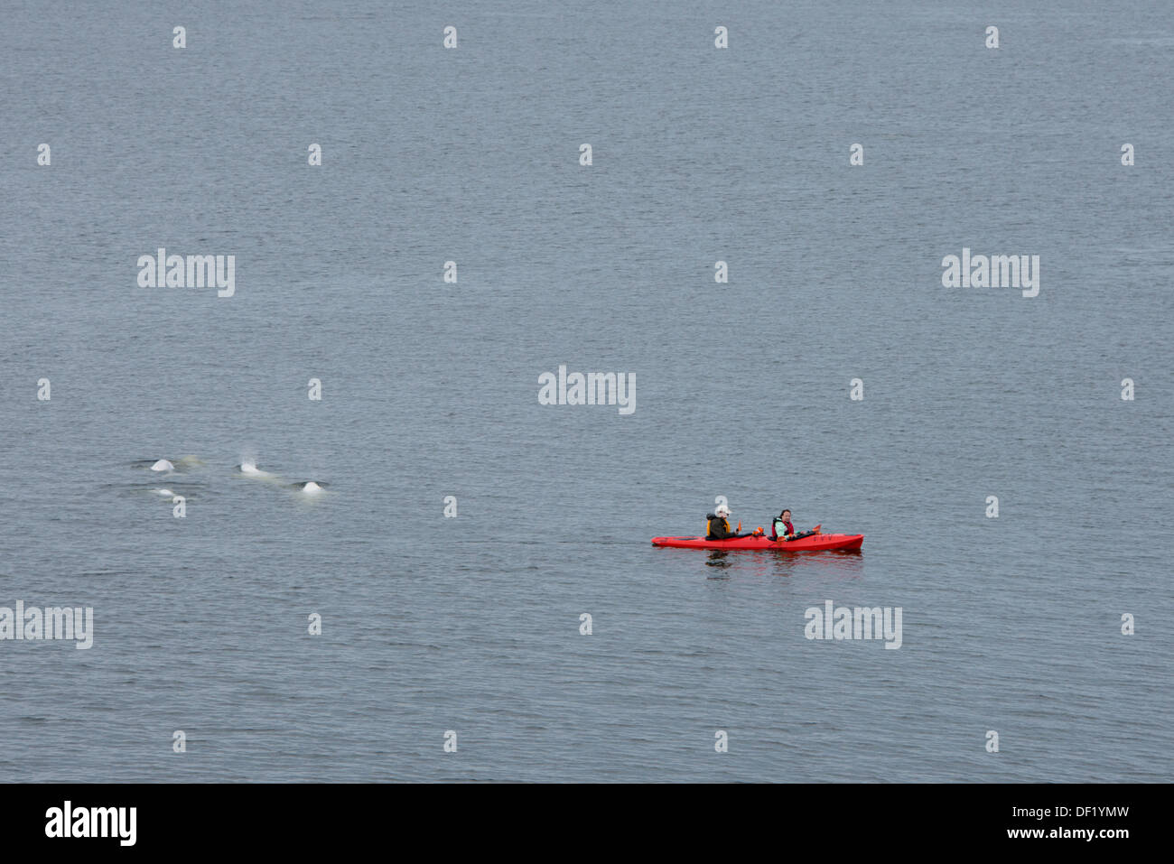 Canada, Manitoba, Churchill. Kayakers paddling in the Churchill River estuary with beluga whales (Delphinapterus leucas). Stock Photo