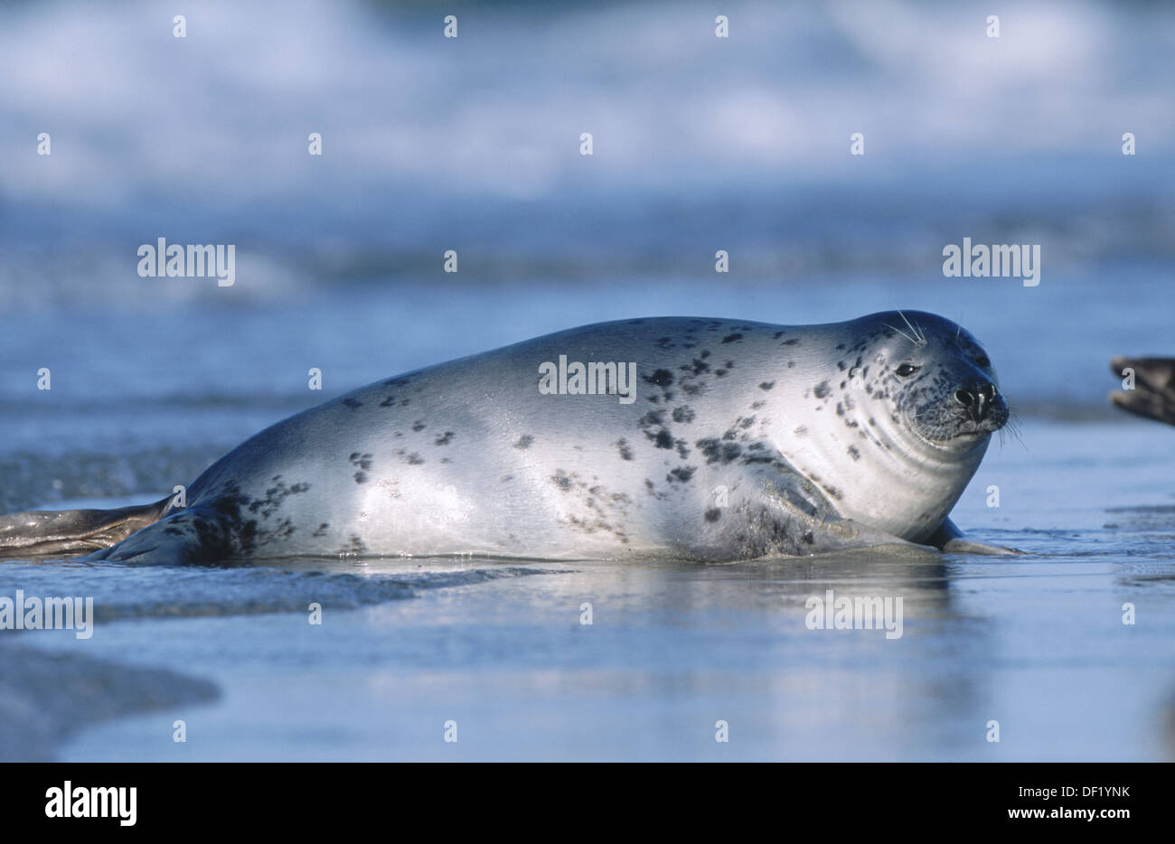 Female Grey Seal (Halichoerus grypus) Island of Helgoland. Germany
