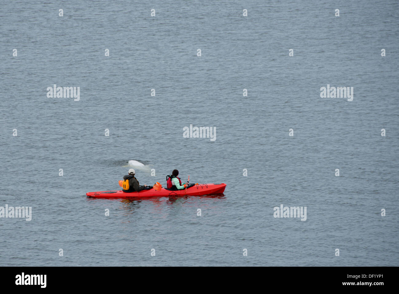 Canada, Manitoba, Churchill. Kayakers paddling in the Churchill River estuary with beluga whales (Delphinapterus leucas). Stock Photo