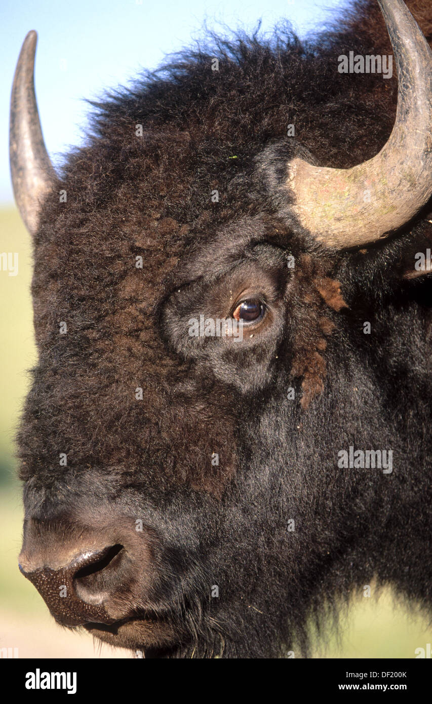 American Bison (Bison bison), male bull. Custer State Park. South Dakota. USA Stock Photo Alamy