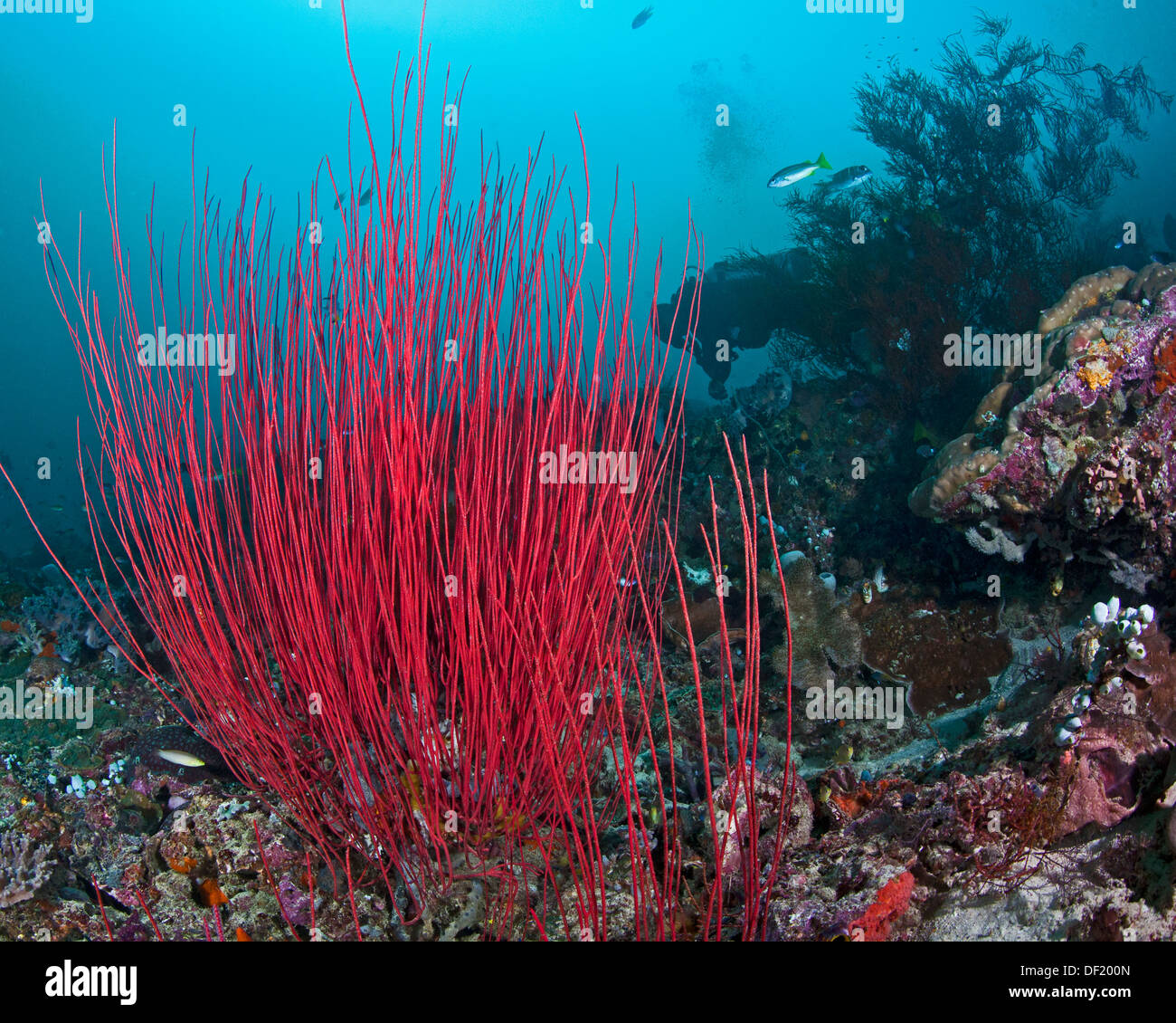 Seascape featuring red gorgonian sea whips with seafan, reef fish and blue water background in Raja Ampat, Indonesia. Stock Photo