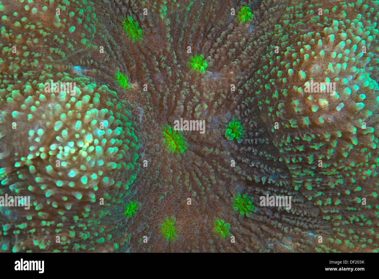 Detail image of fluorescent knob coral, Favia sp. Stock Photo