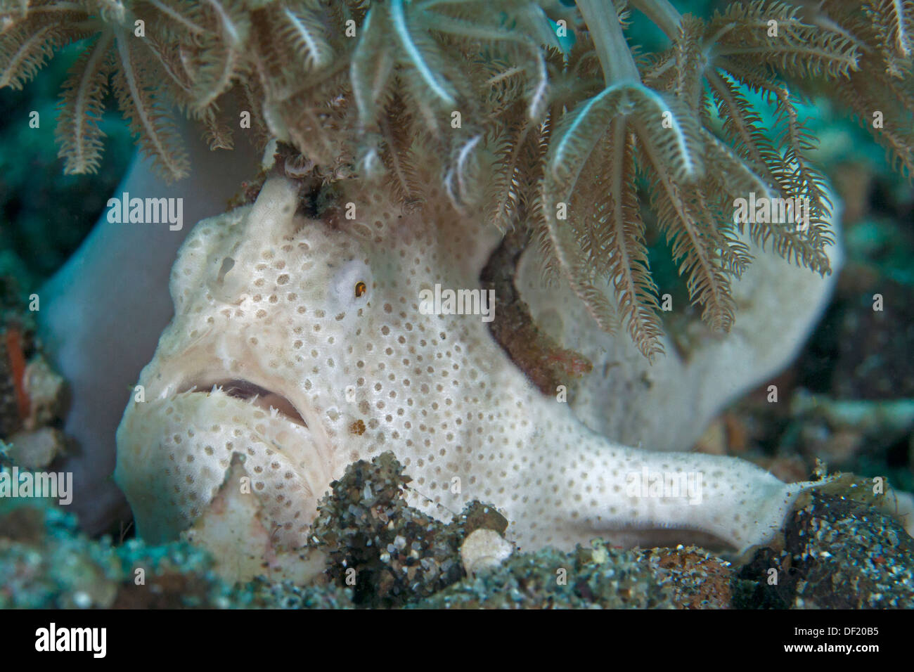 White painted frogfish lies in wait camouflaged under coral polyps. Stock Photo