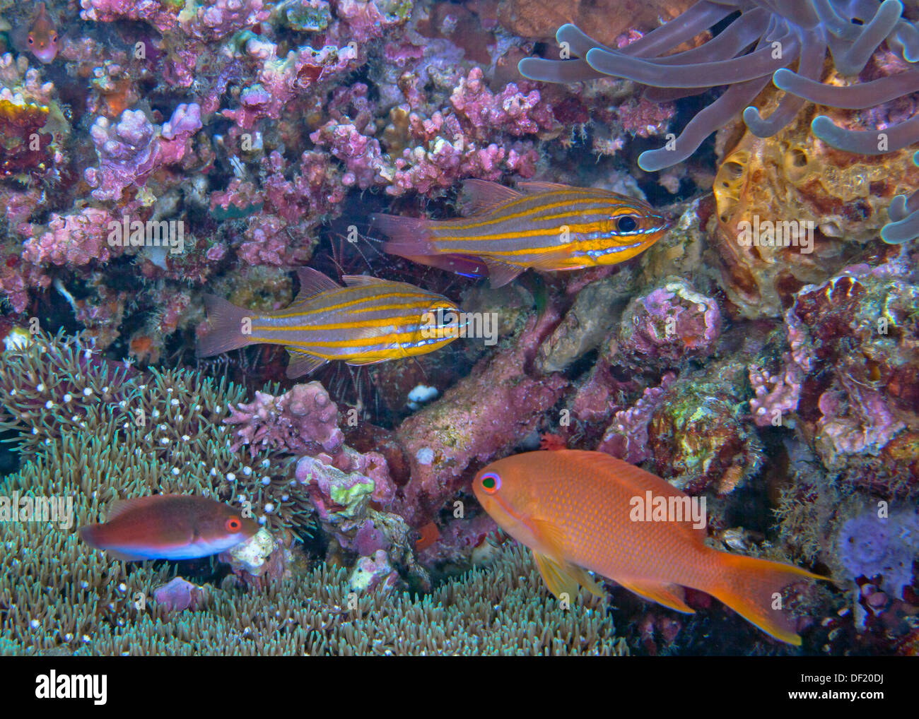 Yellow striped cardinalfish, Apogon cyanosoma. Stock Photo