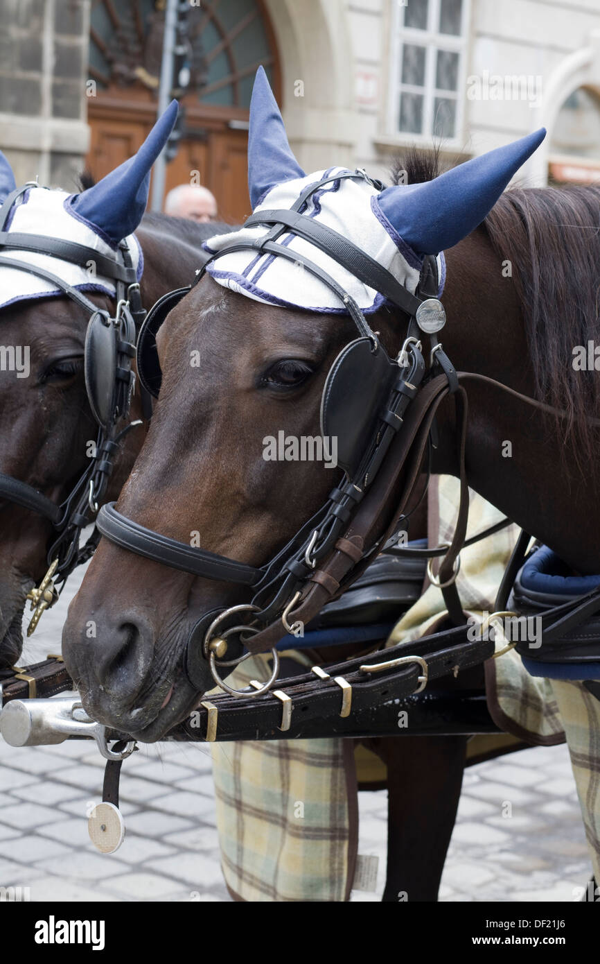 horse drawn carriage traditional fiaker Rides in Vienna Austria Stock ...