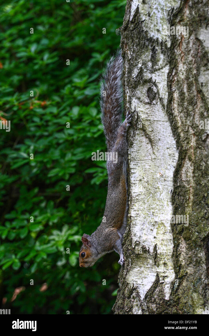 Squirrel climbing down a tree Stock Photo Alamy