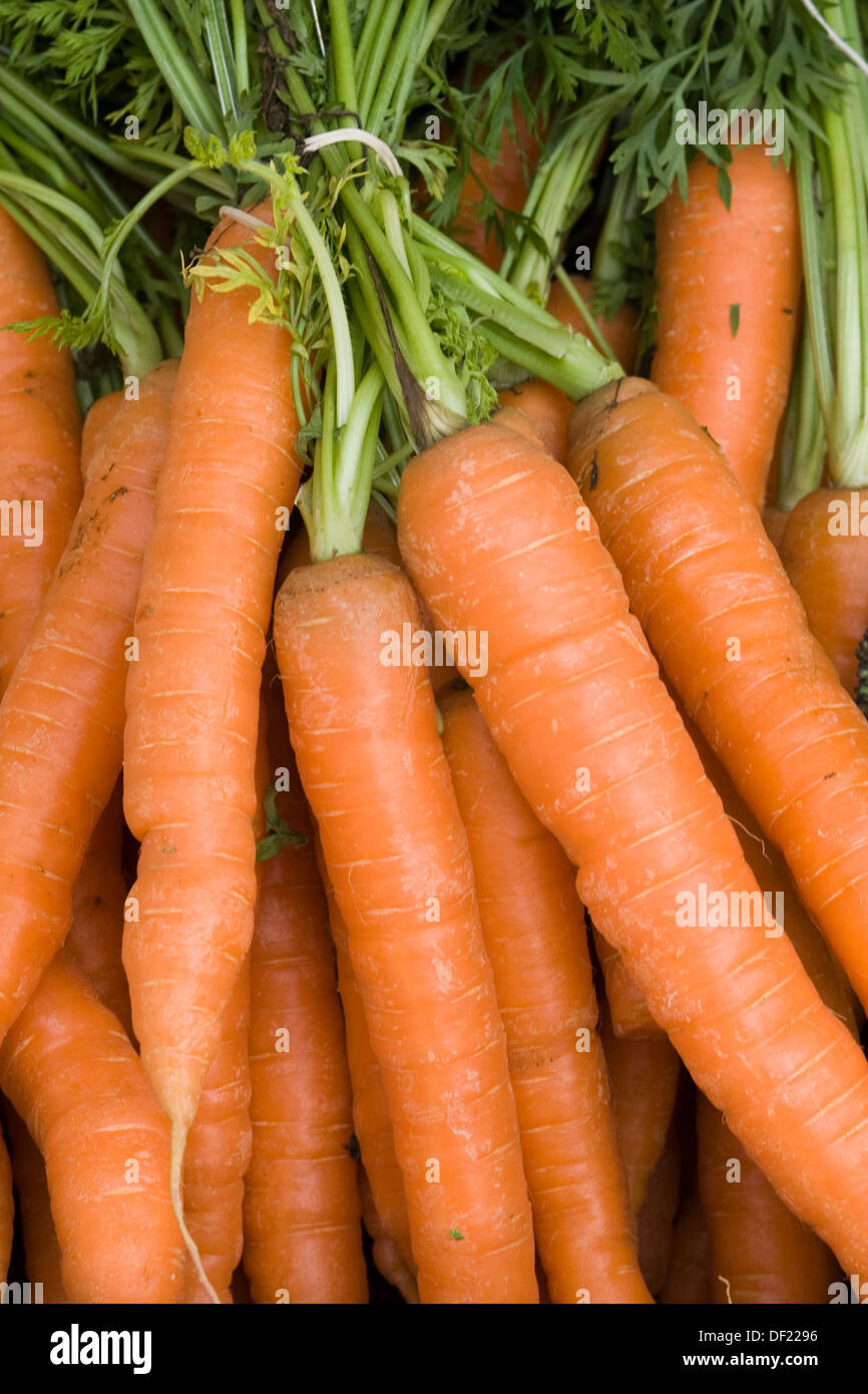 Freshly harvested bunch of Carrots Stock Photo