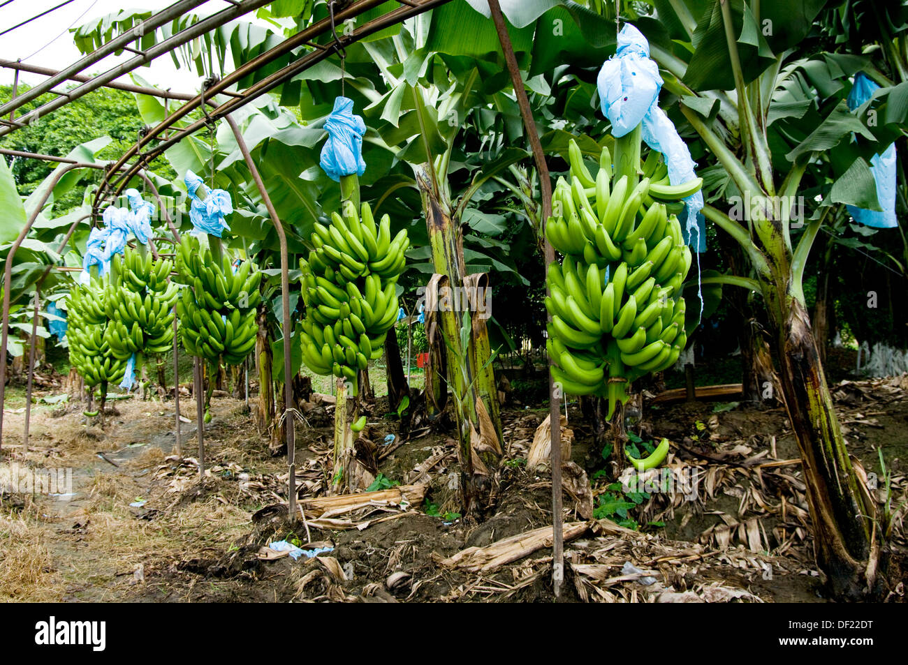 Guatemala. Izabal. Banana plantation Stock Photo 60896804 Alamy