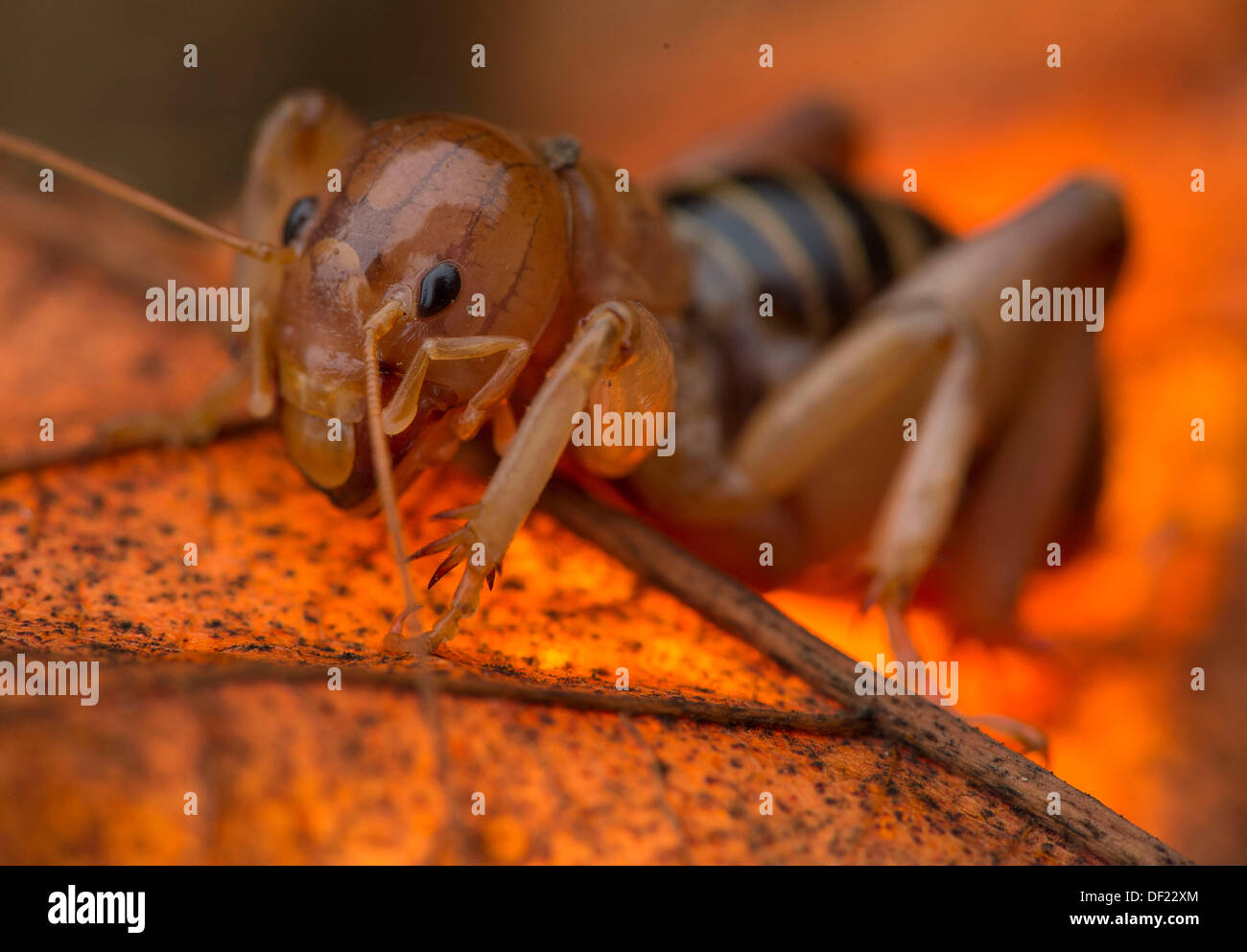 Sept. 26, 2013 Elkton, Oregon, U.S A Jerusalem cricket climb over a