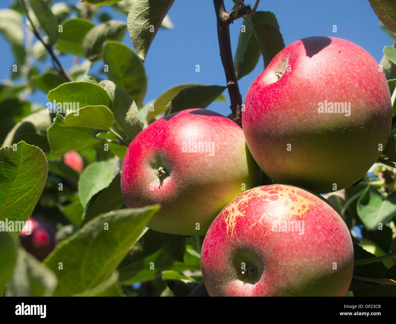 Macro apples on tree Stock Photo