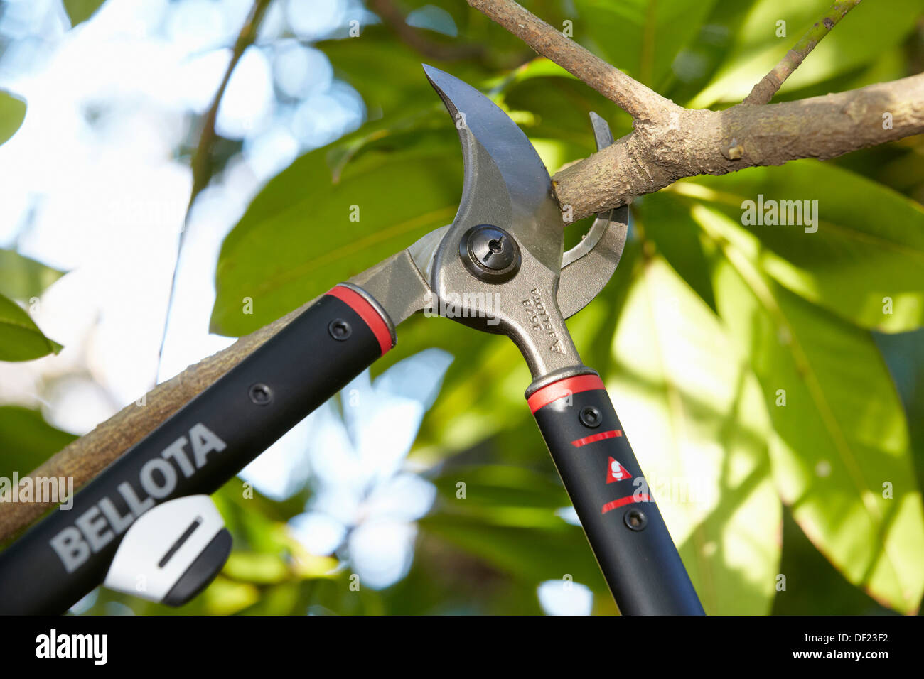 Cutting of tree branches, Pruning secateur, hand tool for agriculture,  Donostia, San Sebastian, Gipuzkoa, Basque Country, Spain Stock Photo - Alamy
