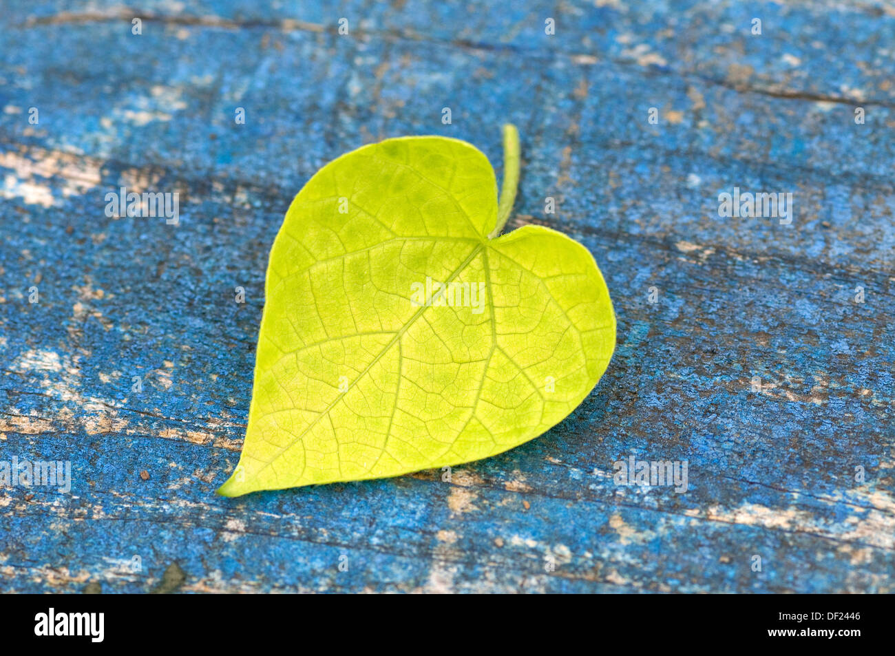 heart shaped green leaf on weathered timber Stock Photo