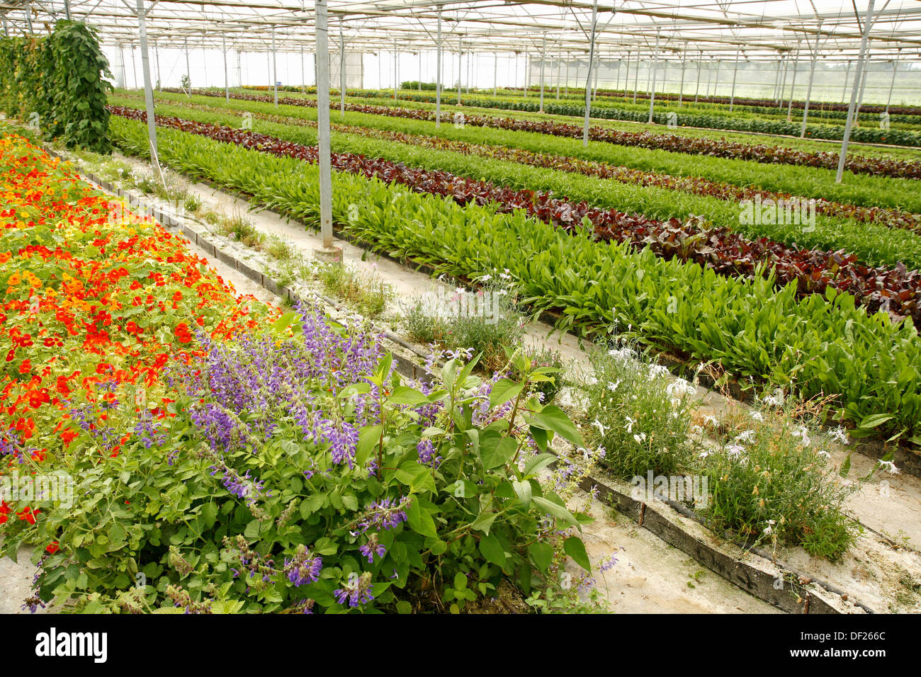 Cultivation of edible plants and flowers for restaurants. Balaguer