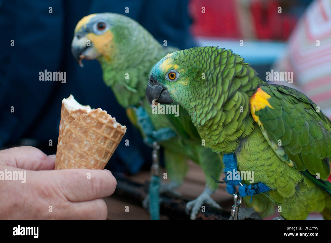 What Animals Can Eat Ice Cream at David Barajas blog
