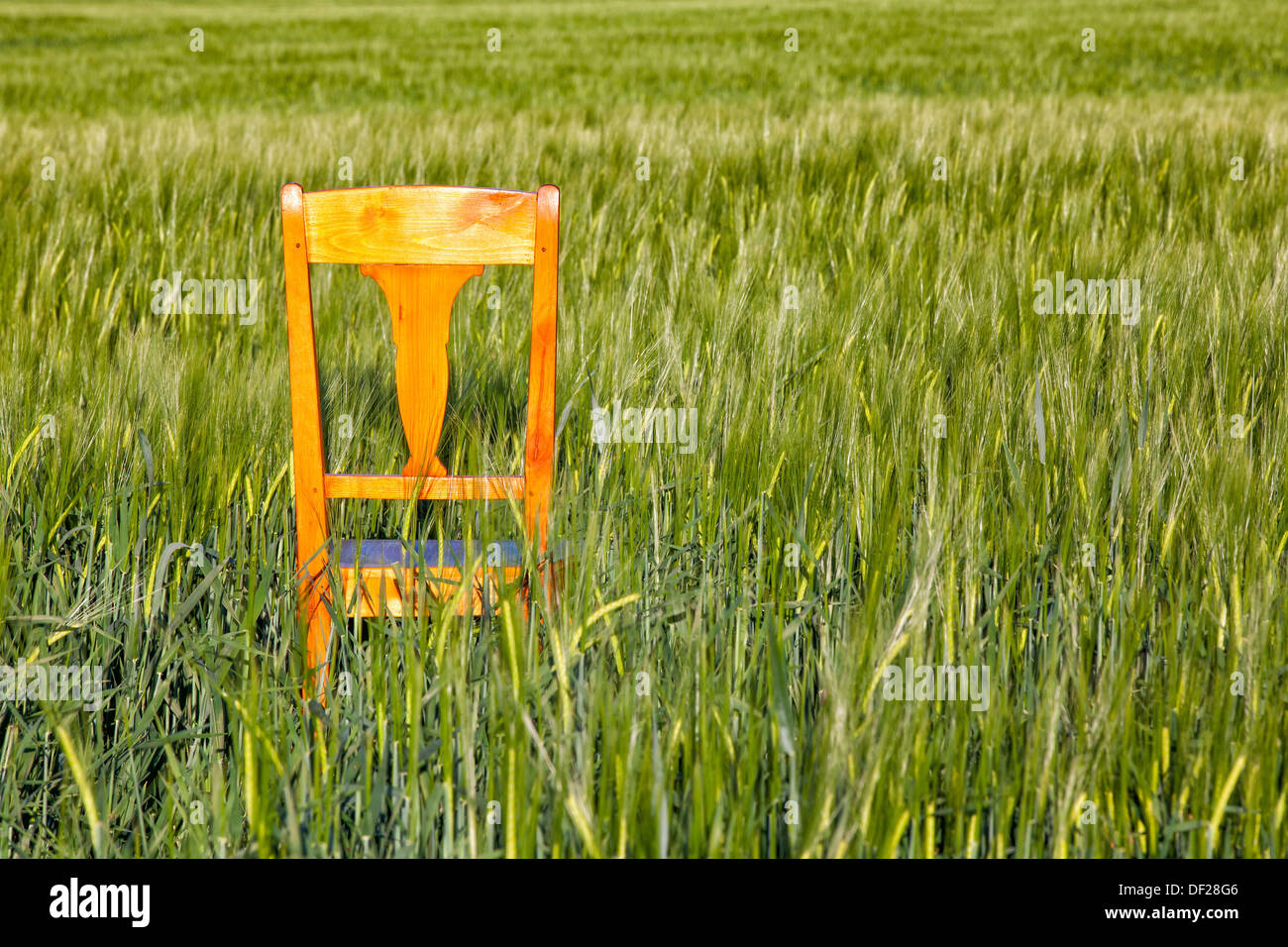Lonely chair on a barley field in spring Stock Photo