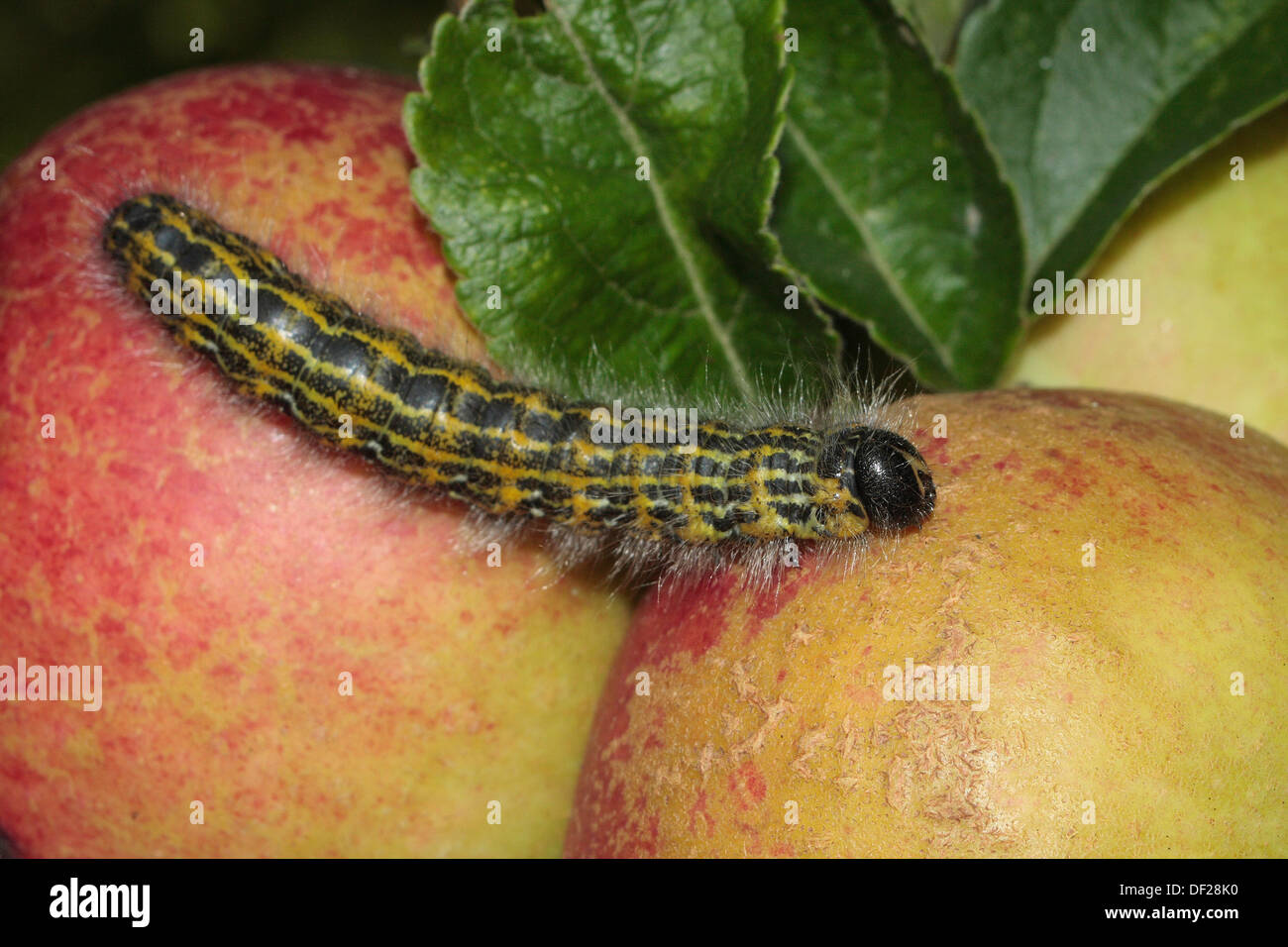Caterpillar of the Buff Tip Moth Stock Photo