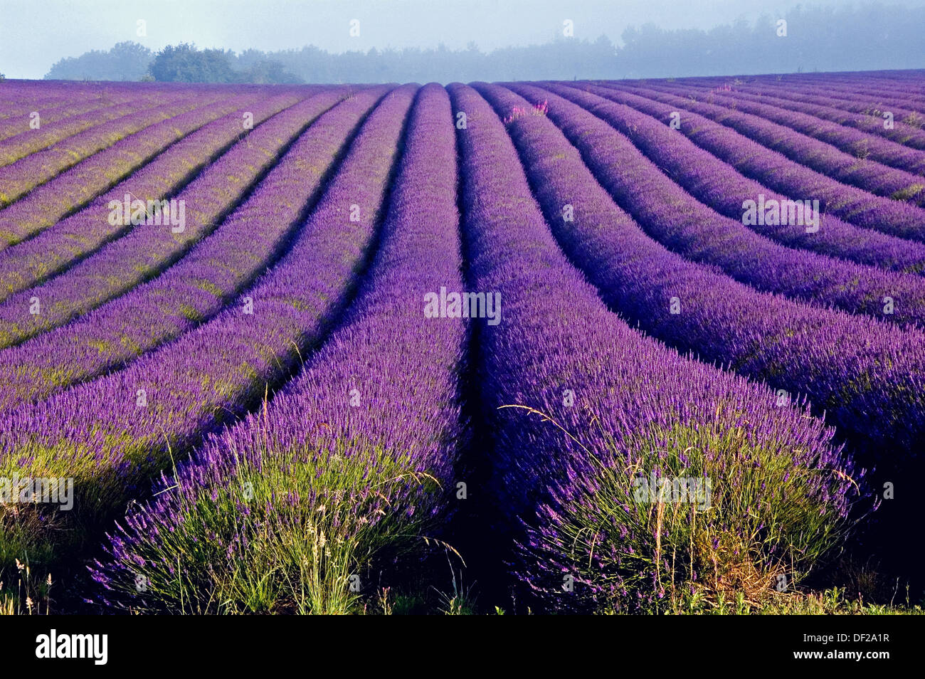 Snowshill in the Cotswolds and lines of lavender in fields are in full bloom. Stock Photo
