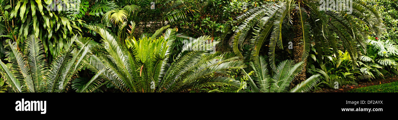 Tropical vegetation near Hazyview, South Africa Stock Photo