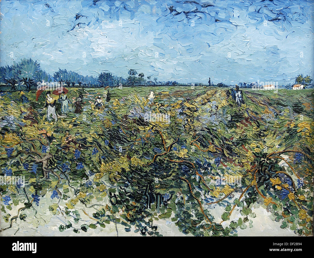 The Green Vineyard´ (1888) by Vincent Van Gogh. Kröller-Müller Museum, Het  Nationale Park De Hoge Veluwe. Gelderland Stock Photo - Alamy