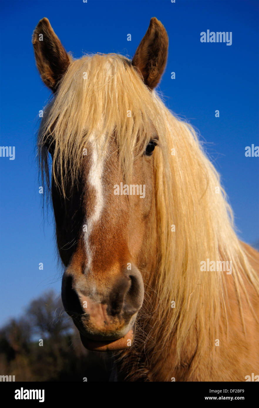 Ardennais horse hi-res stock photography and images - Alamy