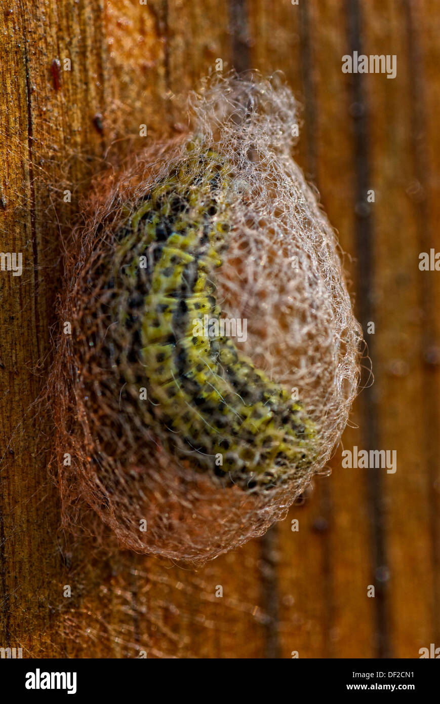Larva in a cocoon hi-res stock photography and images - Alamy