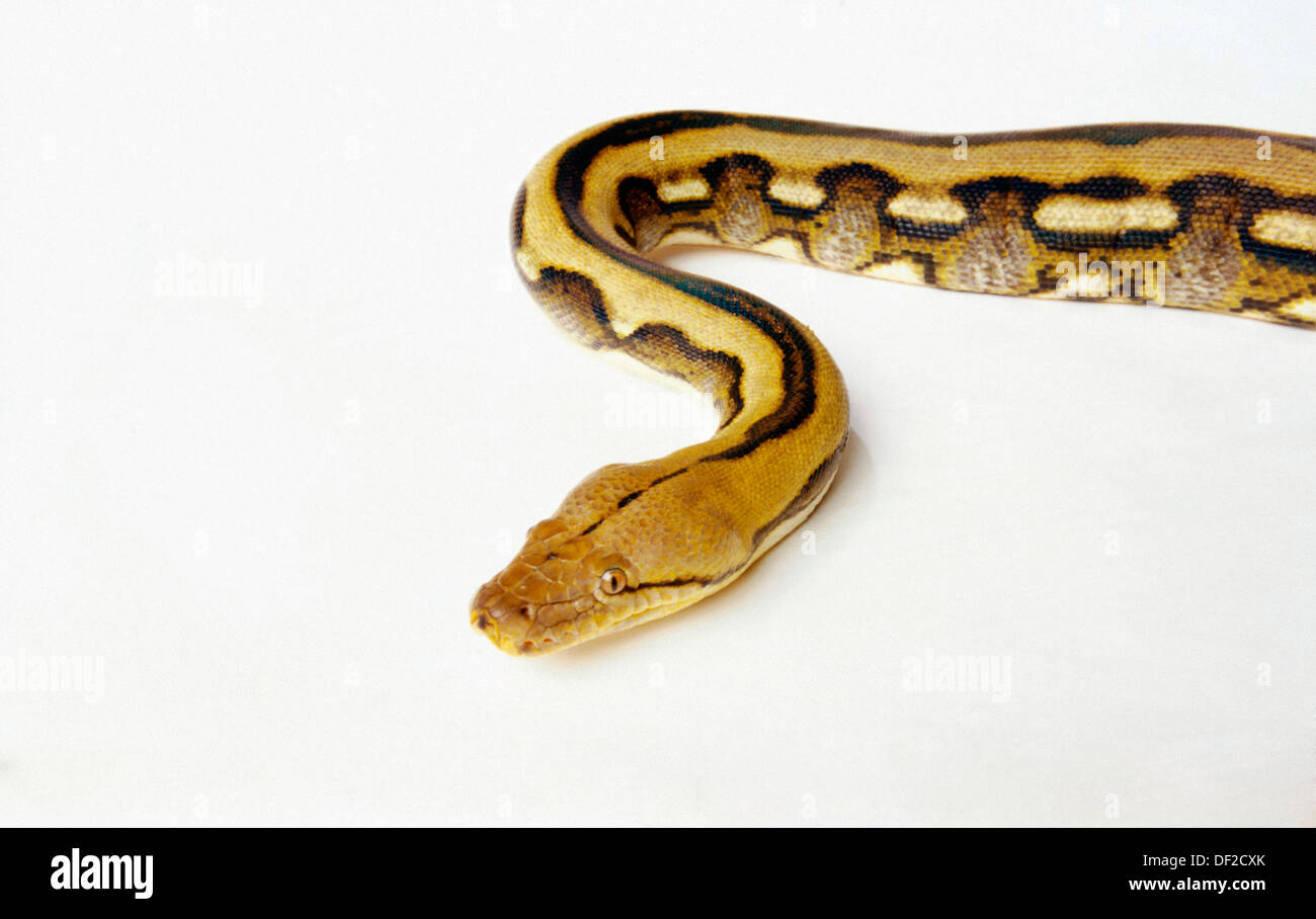 Super Tiger Python