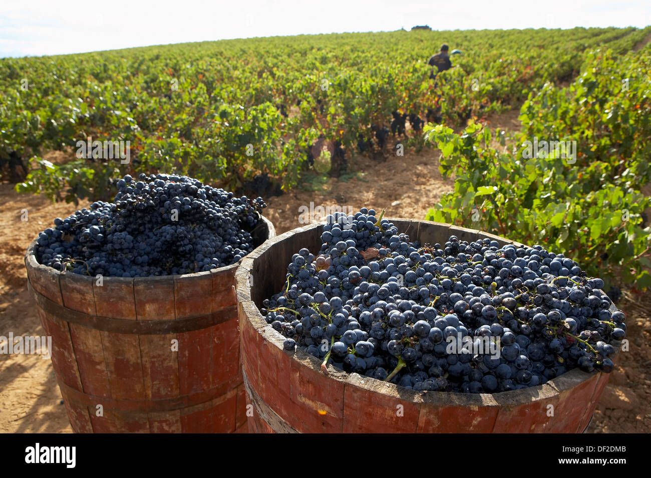 Raisin wooden tubs. Traditional vintage. Viña Tondonia. Bodegas R