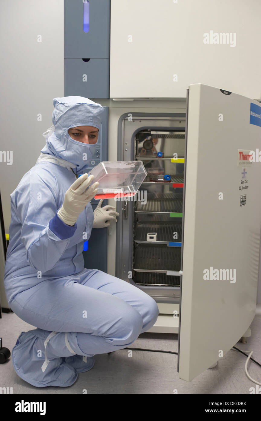 Cell cultures flask in CO2 Incubator. Production room, grade B. Clean