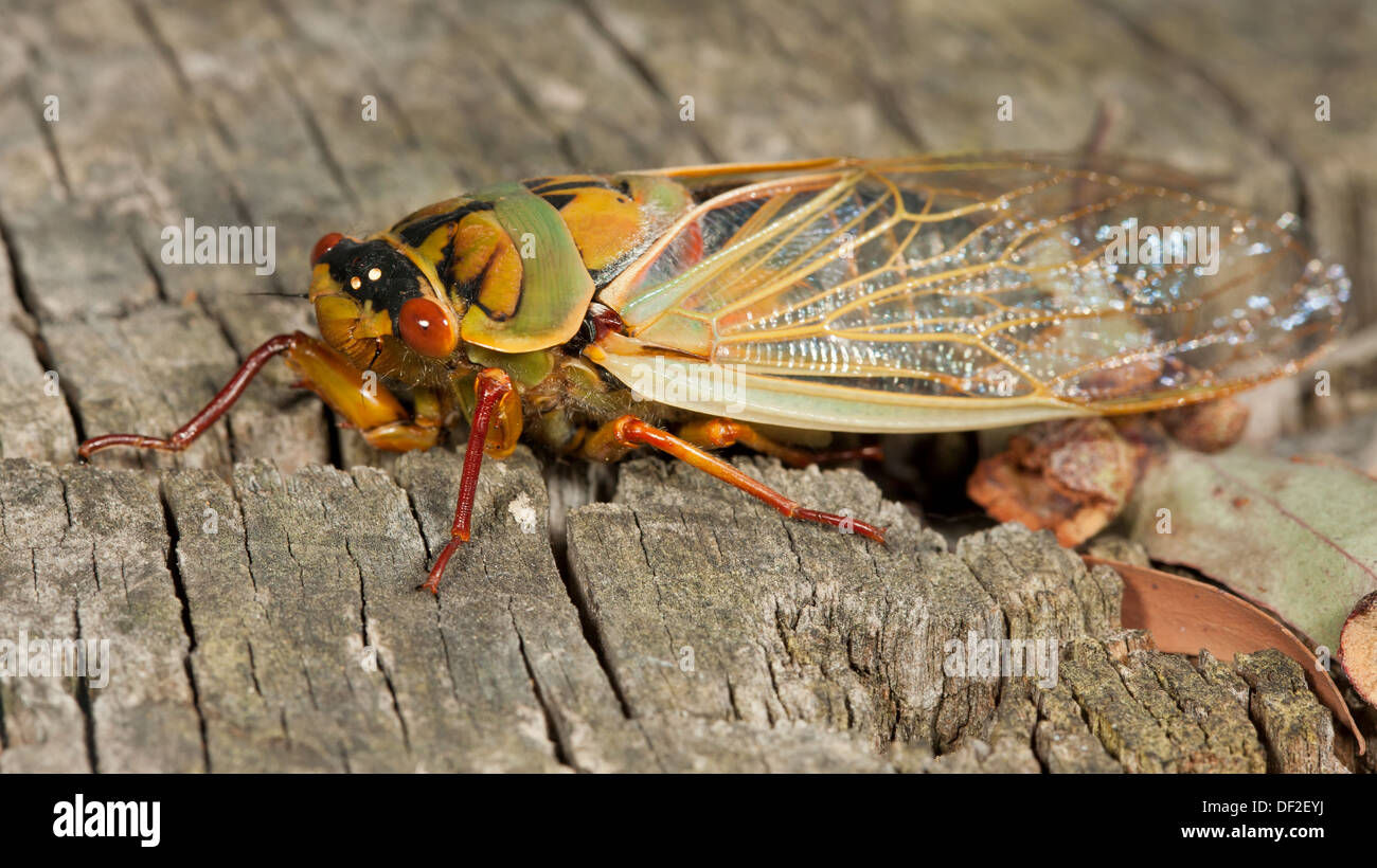 a Rare Green Grocer Cicada (Cyclochila australasiae) Stock Photo