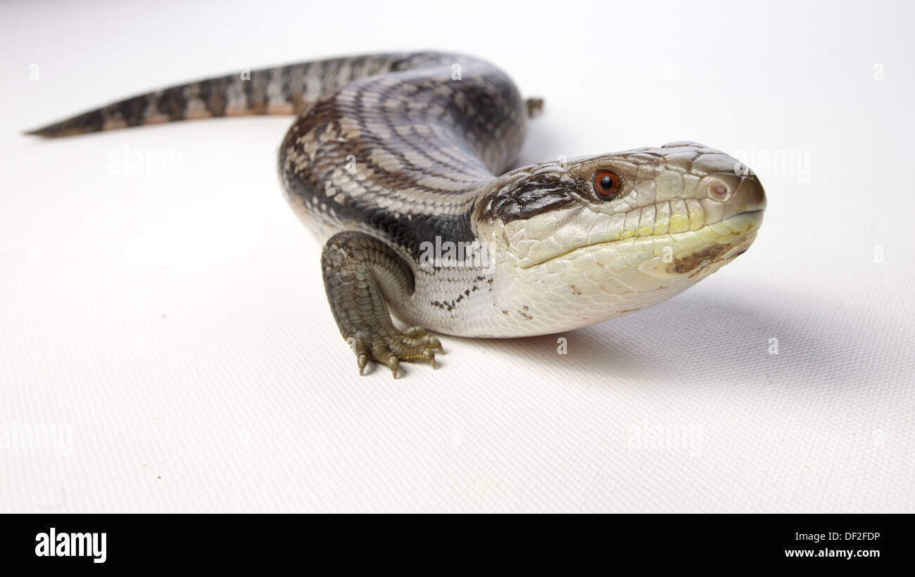 blue tongue lizard all in focus on a white background, head slightly raised Stock Photo