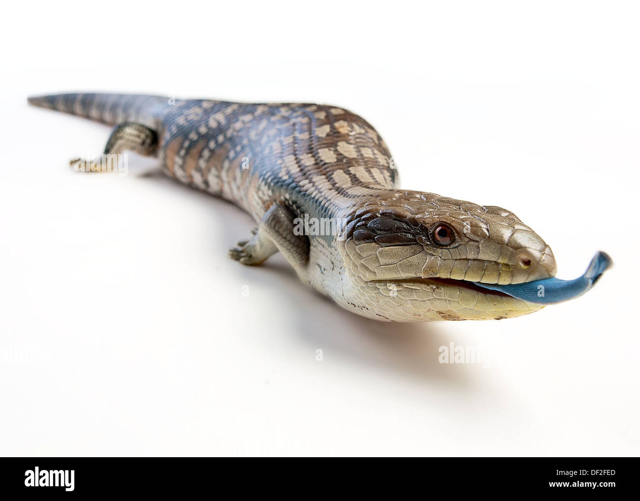 blue tongue lizard all in focus on a white background, tongue poking out Stock Photo