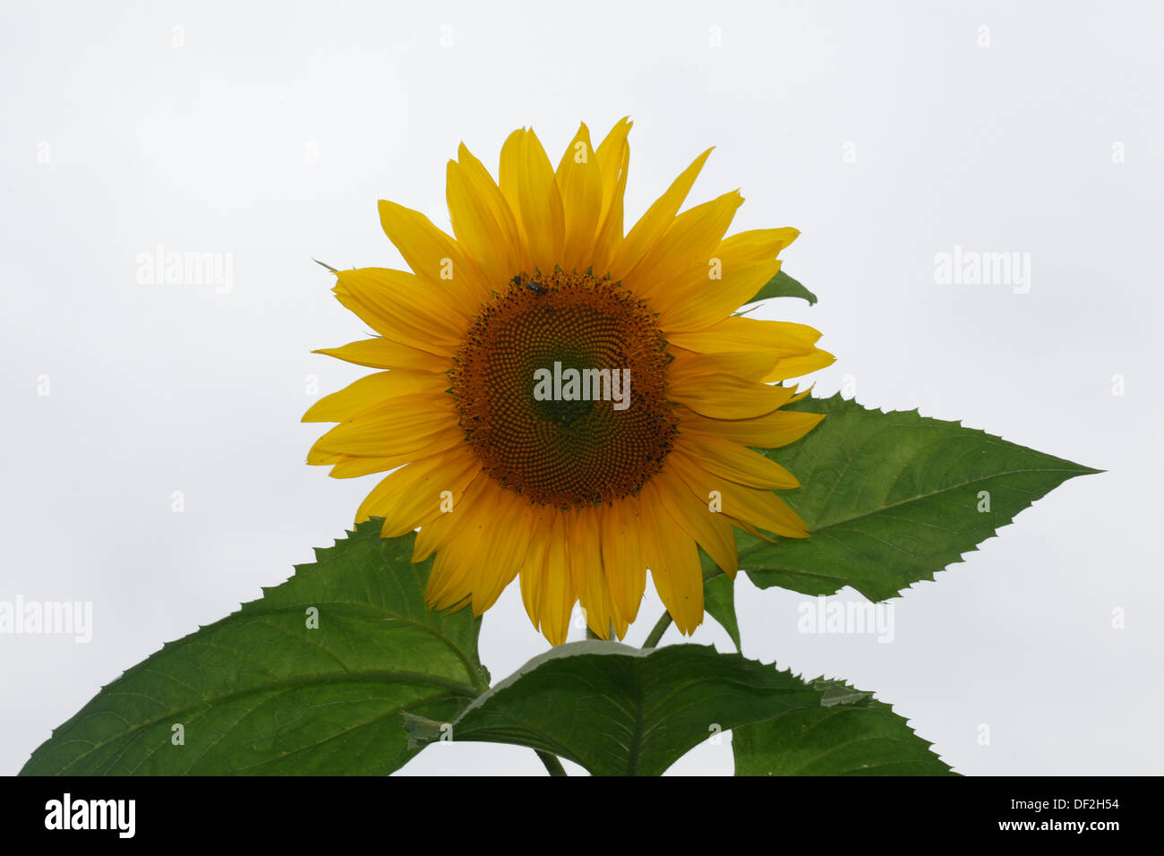A sunflower, in full bloom in Quebec, Canada Stock Photo Alamy