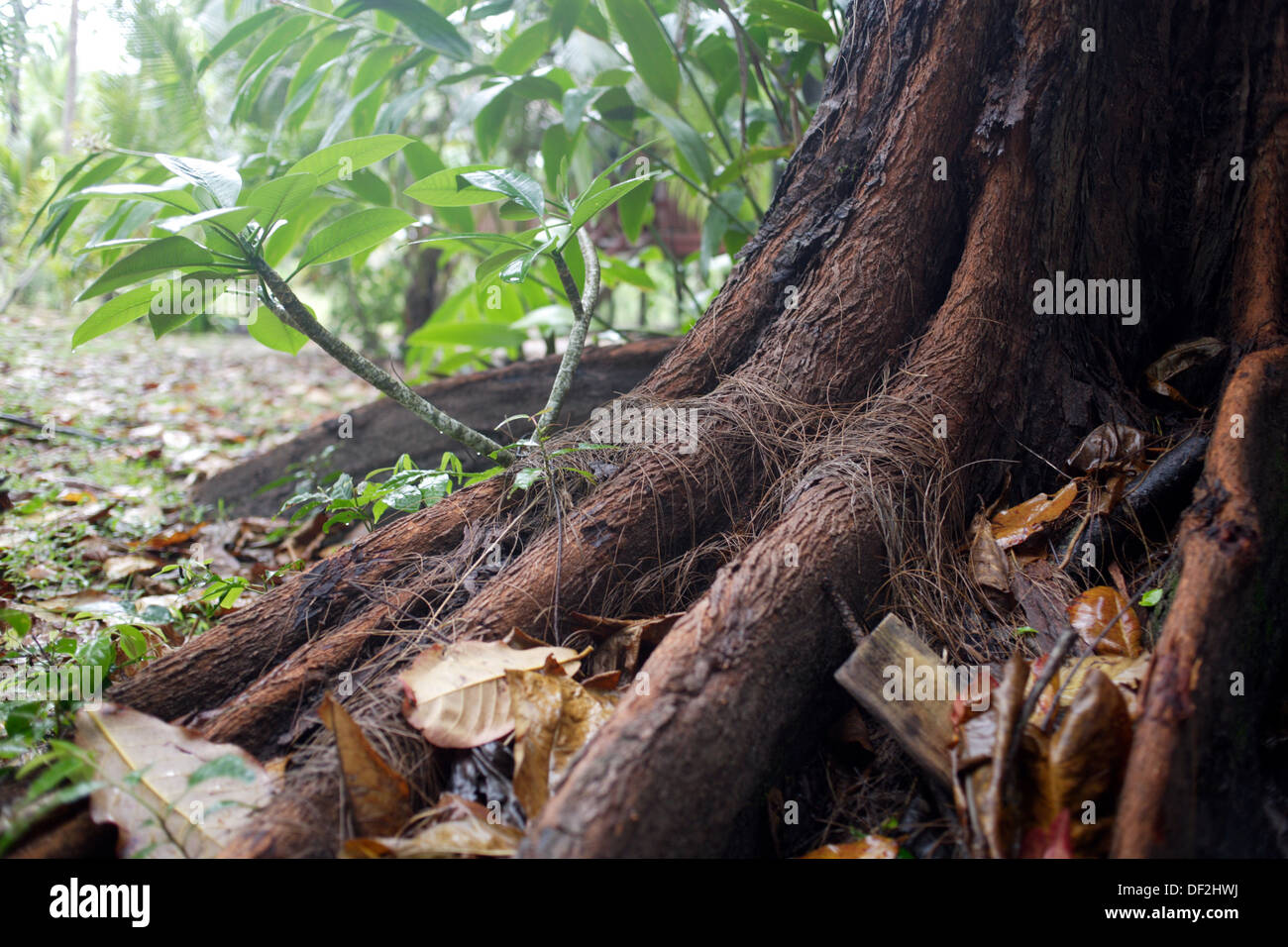 Giant roots in a dense forest, Kavieng, New Ireland, Papua New Guinea, South Pacific Stock Photo