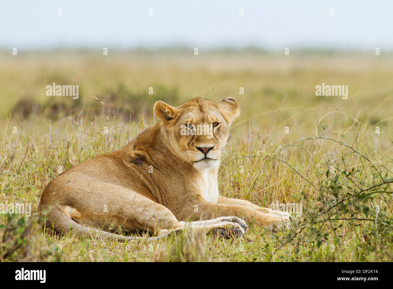 African Lioness In The Savannah Stock Photo Alamy African Lioness In The Savannah Stock Photo Alamy
