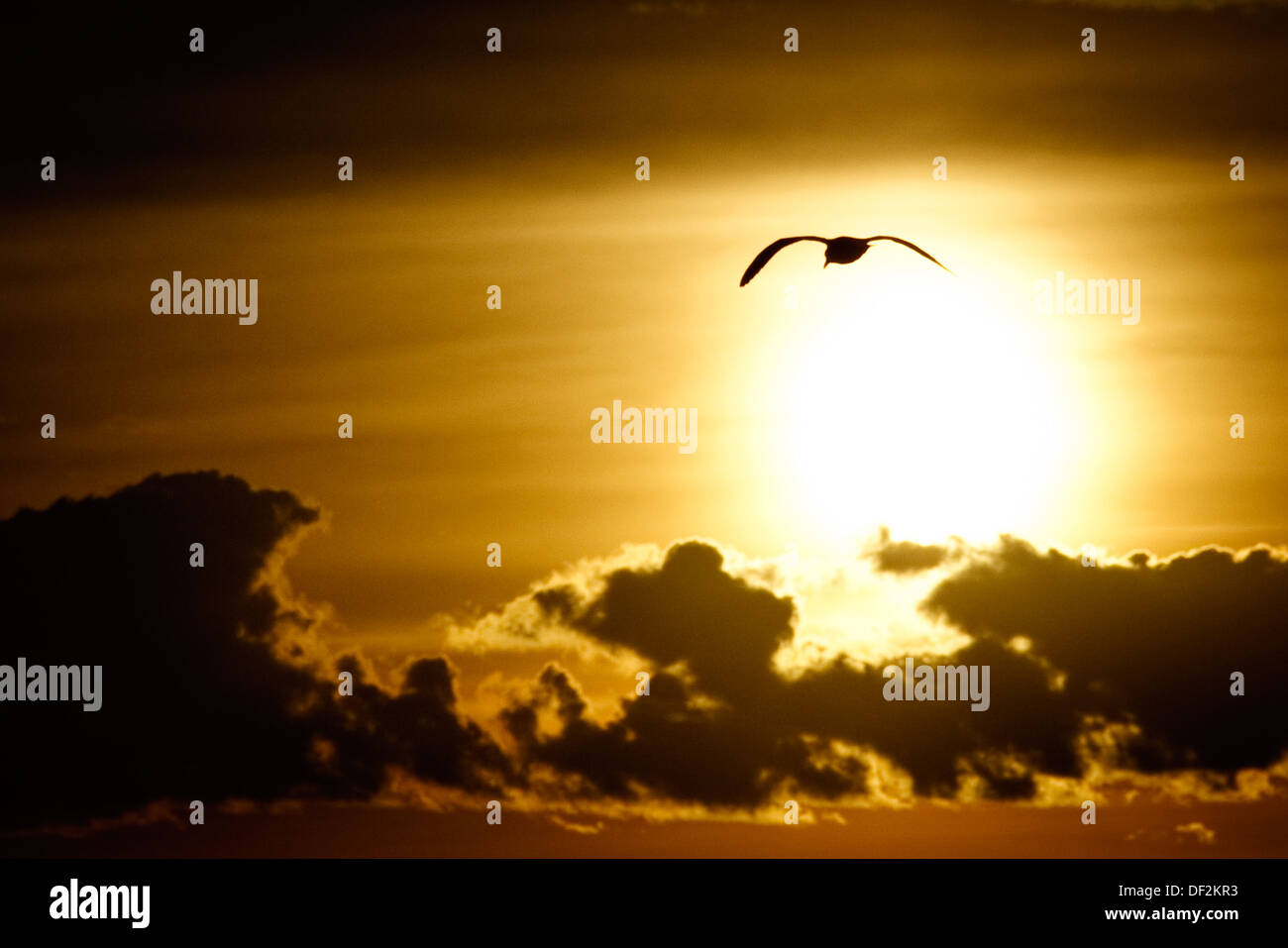 Silhouette Of A Bird Flying In Sky Stock Photo