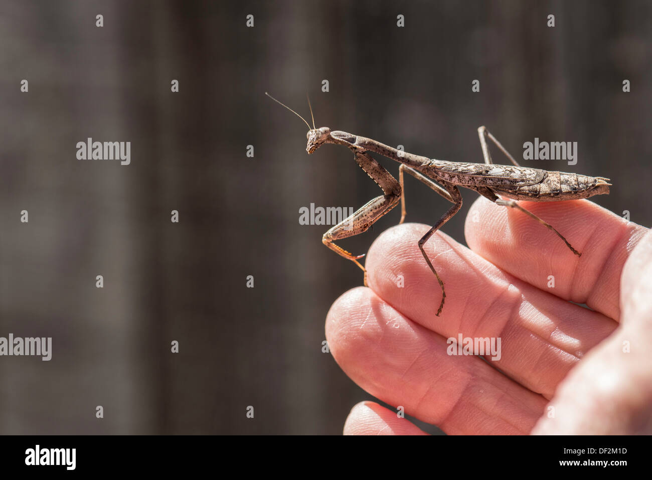 A Praying Mantis, Mantodea, resting on a senior man's fingers outdoors. Oklahoma, USA. Stock Photo
