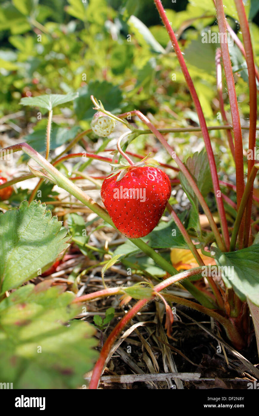 Ripe strawberry in field Stock Photo
