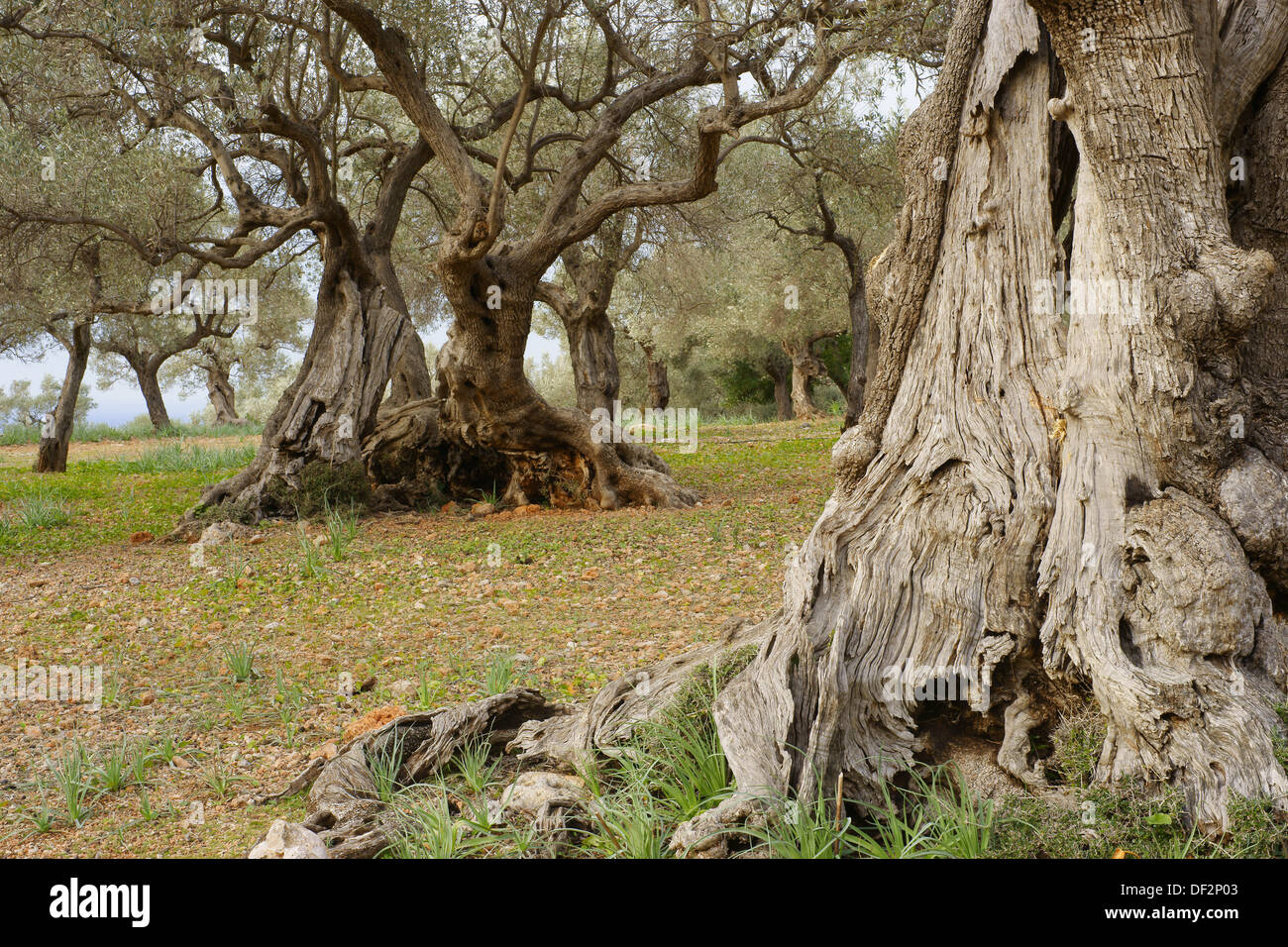 Olive grove, Son Marroig, Deia, Serra de Tramuntana, Majorca, Balearic