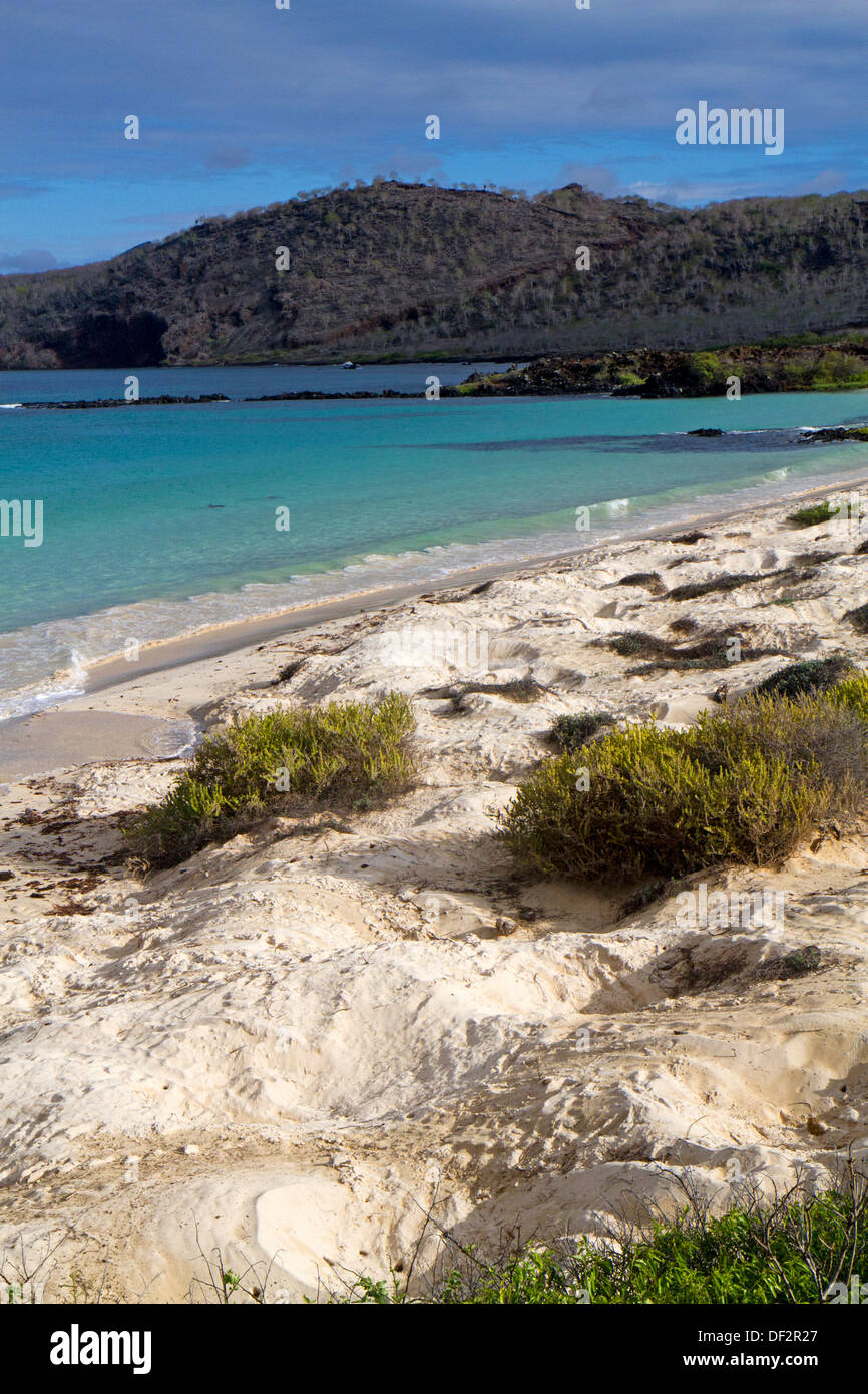 Sea turtle nest on Floreana Island, Galapagos Islands Stock Photo