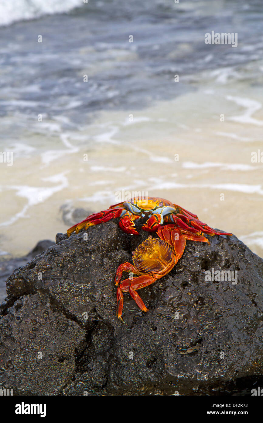 Sally lightfoot crabs, Galapagos Islands Stock Photo